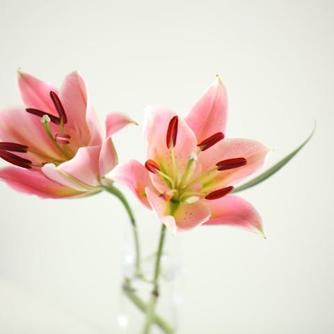 Flowers Types: Exploring the Diverse World of Blooms