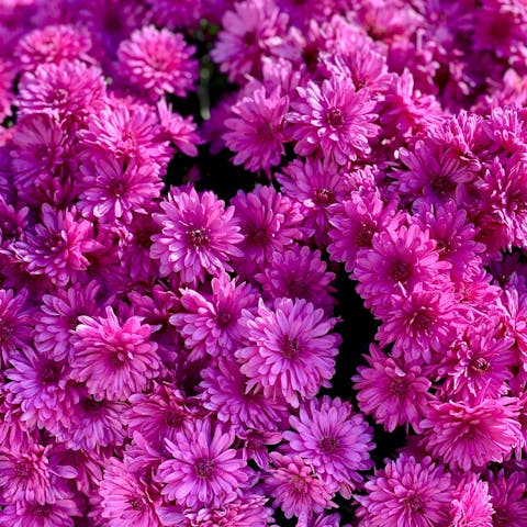The Alluring Beauty of Fuchsia: A Comprehensive Guide