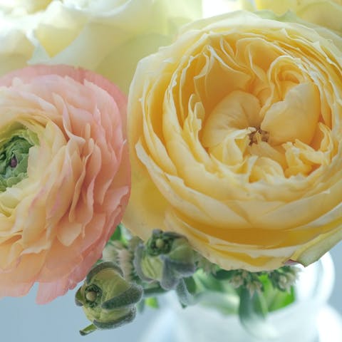 The Enchanting Beauty of Ranunculus: A Complete Guide