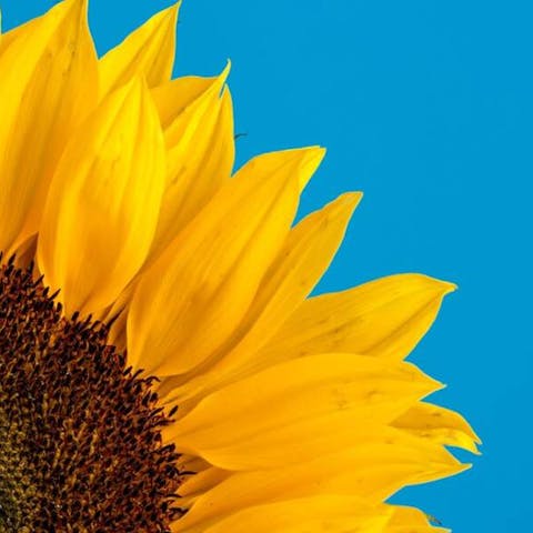 Sunflower Meaning: Origin & Symbolism