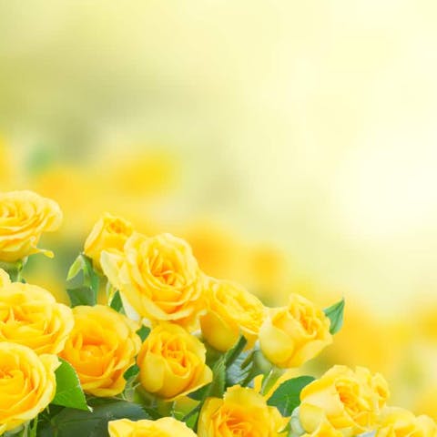 The Attractive Yellow Rose Flower
