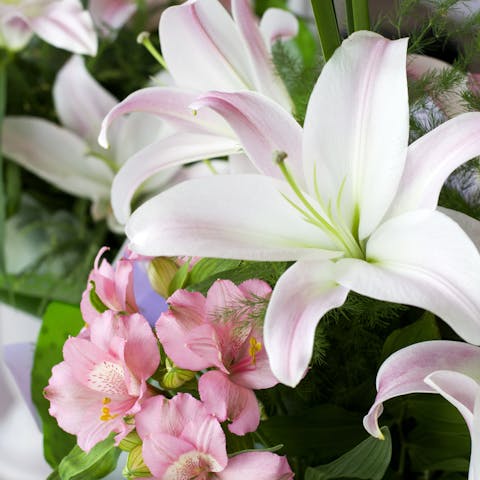 Sympathy Plants for All Occasions