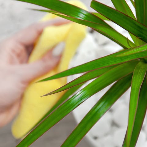 Dracaena Plant Care: A Guide For Growing A Healthy Dracaena Plant
