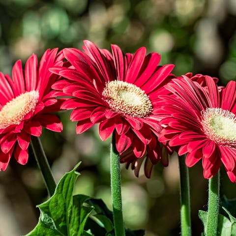 Flowers That Mean Love Are so Diversified and Charming