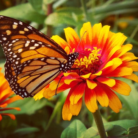 Butterfly Flowers Offer a Beautiful and Colorful Garden in All Seasons