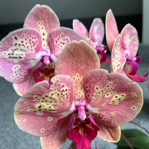 How to Rebloom Orchids: A Brief Guide
