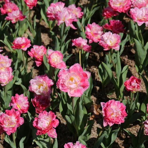 Carnation Flower Meaning: Understanding this Common Flower