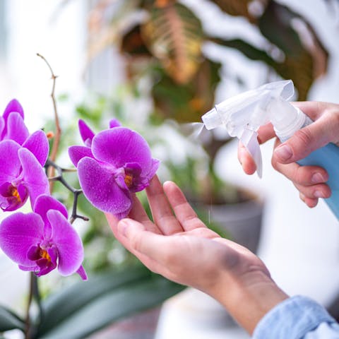 Basic Tips for How to Care for Orchids