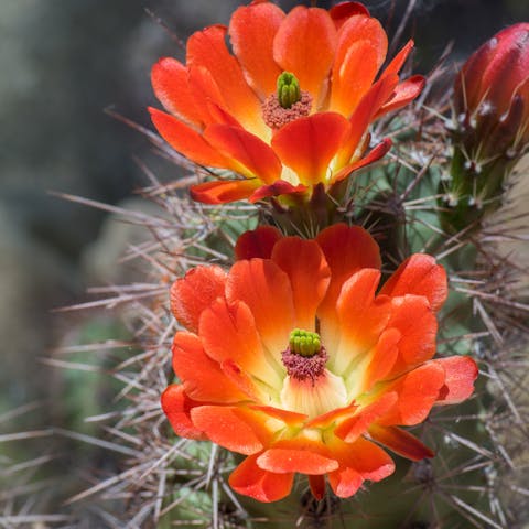 The Desert Flower and Useful Steps for Planting