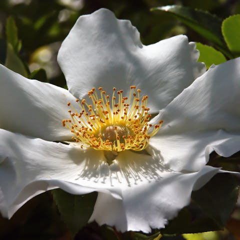 About the Georgia State Flower