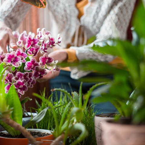 Basic Tips for How to Care for Orchids