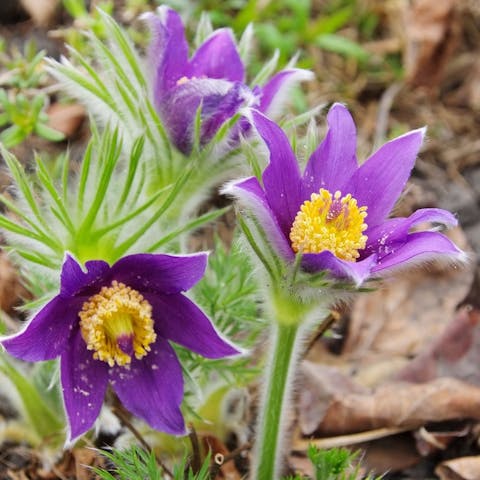 The Pasque Flower