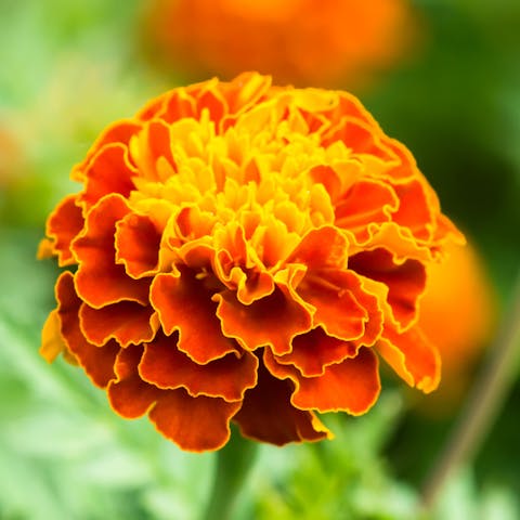 The Beautiful Marigold: the October Birth Flower