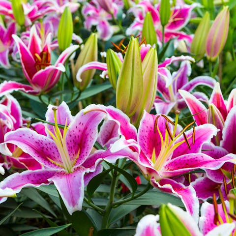 Types of Lilies to Add to Your Garden