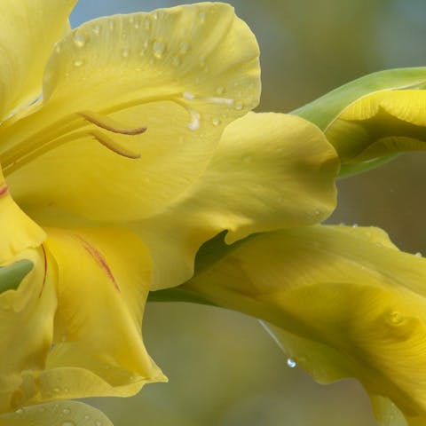 August Birth Flowers You Can Add to Your Garden