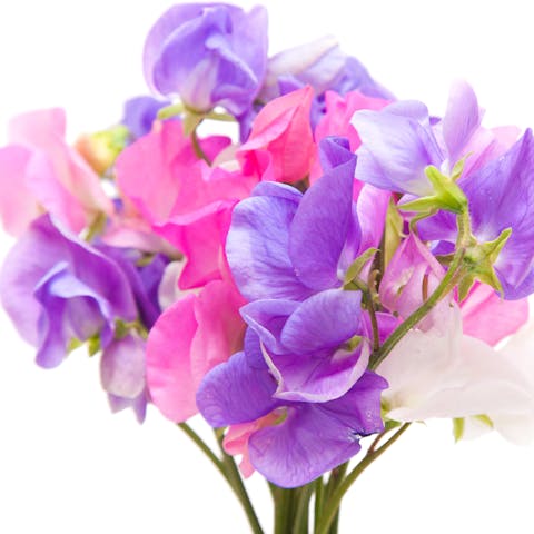 April Birth Flowers: Presenting the Daisy and Sweet Pea