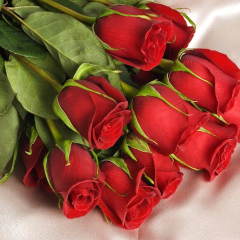 A Dozen Facts About Roses
