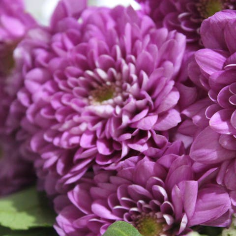 Birth Month Flowers