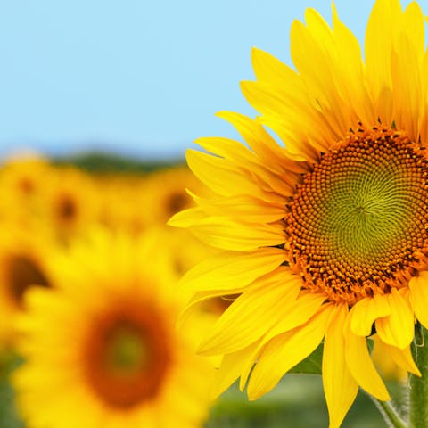 Sunflower Meanings