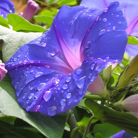The Birth Flowers of September