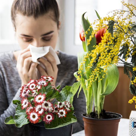 The Best Flowers for Allergy Sufferers
