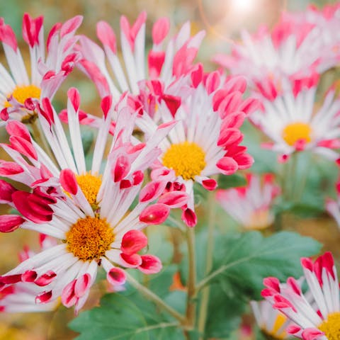 When Do Daisies Bloom?