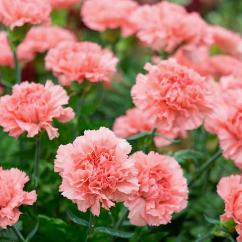 What Do Carnations Mean?