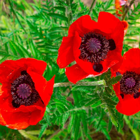 How to Grow Poppies