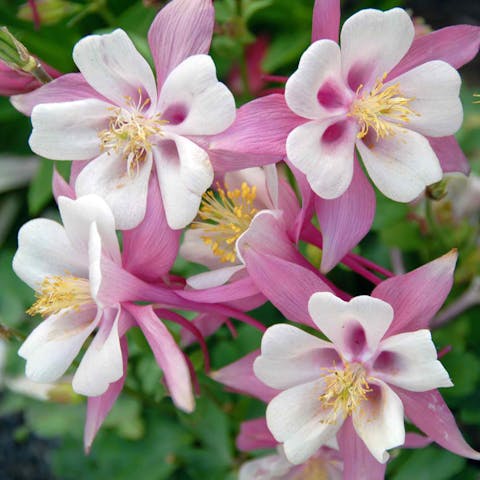 Planting, Growing, and Caring for Columbine Flowers