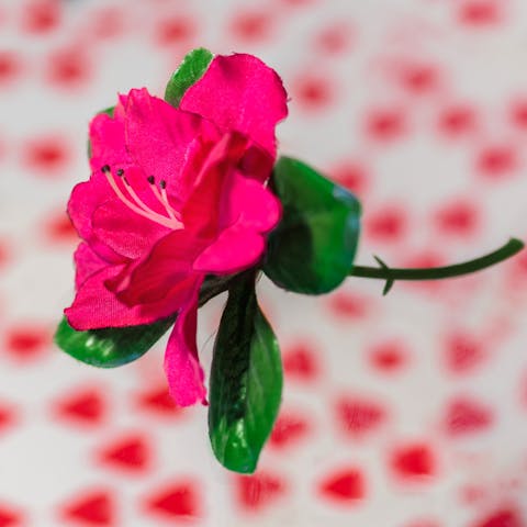 The Best Flowers for Condolences