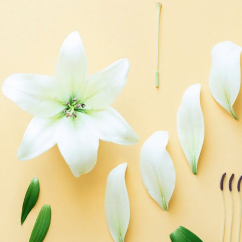 How To Identify The Main Parts Of A Flower