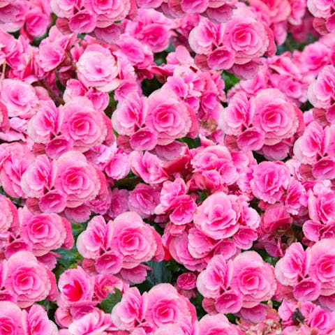 Pink Flowers Meaning And When to Send Them