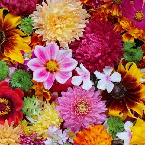 Where do Flowers get their Colours?