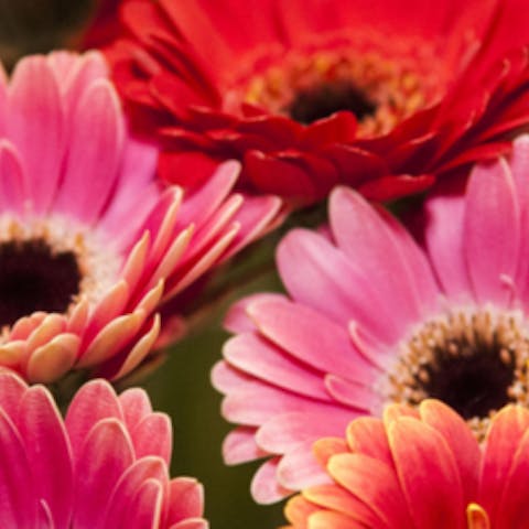 Know your flower: Gerberas