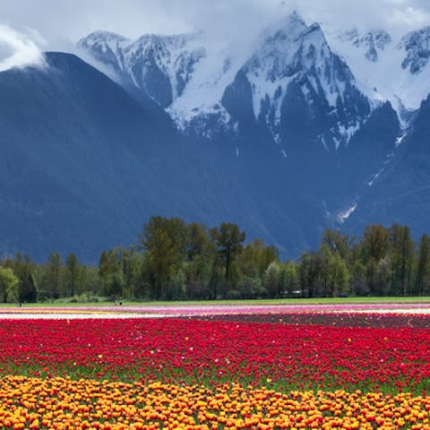 The meaning of flowers in our dreams