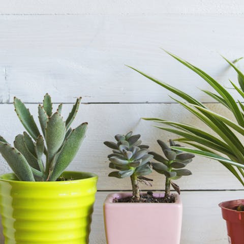 Where is the best place for plants in your home?