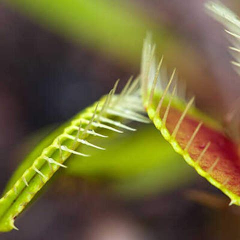 The 5 Scariest Plants for Halloween