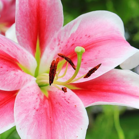 The Complete Guide to Pink Lilies: From Growing to Gifting