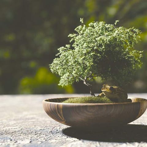 How to grow a bonsai tree