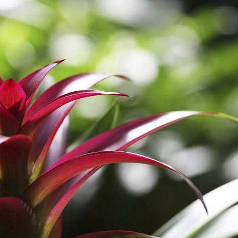 How to care for a bromelia