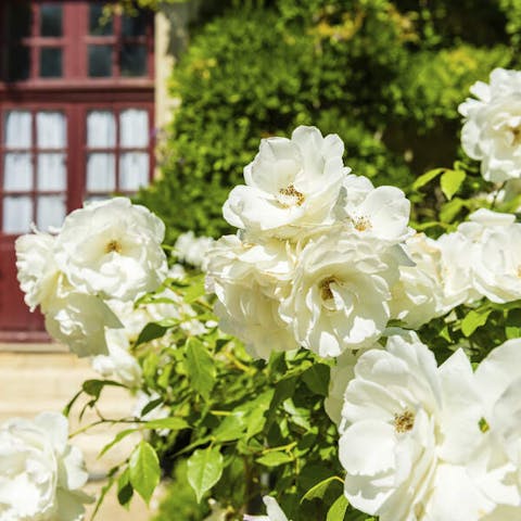 When and how to grow roses