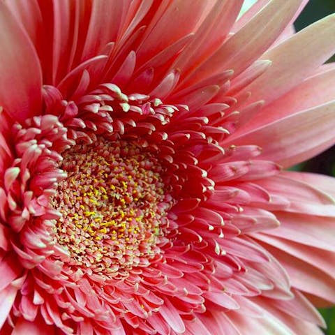 Flower of the Month: July – Gerbera