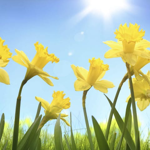 Flower of the Month: March – Daffodil
