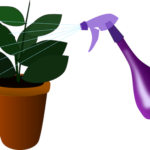 Some plant care mistakes to avoid