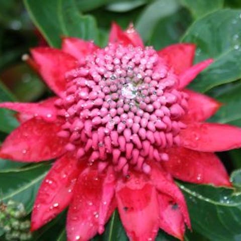 Flowers of the World: Australia