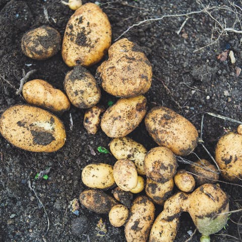 How to Grow Potatoes and 10 Recipes Worth Making from Potatoes