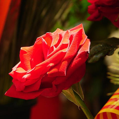 Books, roses, knights and dragons