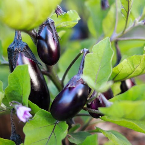 Eggplants: A Comprehensive Guide to Growing and Harvesting the Perfect Crop